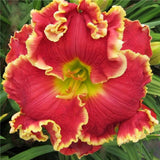 Egrow,Daylily,Seeds,Daylily,Flowers,Hemerocallis,Indoor,Bonsai,Flower,Perennial,Plant,Garden,Supplies