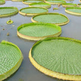 Egrow,Lotus,Seeds,Lotus,Bonsai,Giant,Water,Flower,Garden,Flower