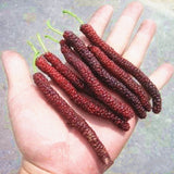 Egrow,Mulberry,Seeds,Mulberry,Bonsai,Mulberry,Pakistan,Fruit,Bonsai,Large,Super,Sweet,Garden