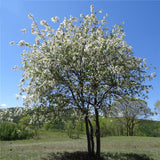 Egrow,Prunus,Seeds,Prunus,Padus,Semente,Plant,Padus,Racemosa