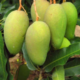 Egrow,Edible,Mango,Fruit,Seeds,Garden,Courtyard,Outdoor,Plants,Mango