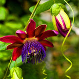 Passion,Flower,Seeds,Fruit,Passiflora,Bonsai,Seeds,Garden