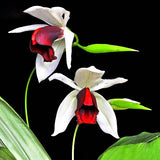 Egrow,Sementes,Orchid,Seeds,Flower,Orchid,Seeds,Garden,Plants