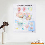 60x80cm,Anatomy,Brain,Poster,Anatomical,Cloth,Chart,Human,Midcal,Educational,Decor