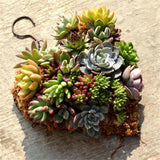 Romantic,Heart,Shape,Succulent,Hanging,Planter,Plant,Frame,Bracket
