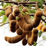 Egrow,Tamarind,Seeds,Fruit,Vegetable,Bonsai,Garden,Decoration,Plants