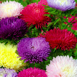 Egrow,Aster,Bonsai,Seeds,Chinese,Chrysanthemum,Flower,Garden,Gaden,Plants