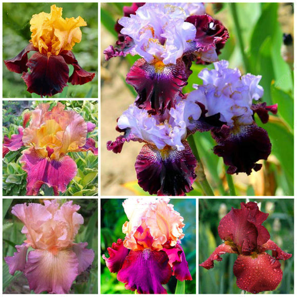 Egrow,Orchids,Seeds,Mixed,Bonsai,Orchids,Indoor,Plants,Beautiful,Garden,Planting,Bonsai