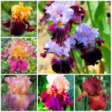 Egrow,Orchids,Seeds,Mixed,Bonsai,Orchids,Indoor,Plants,Beautiful,Garden,Planting,Bonsai