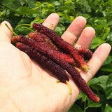 Egrow,Mulberry,Seeds,Mulberry,Bonsai,Mulberry,Pakistan,Fruit,Bonsai,Large,Super,Sweet,Garden