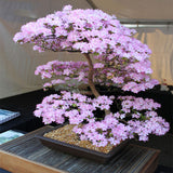 Egrow,10Pcs,Japanese,Sakura,Seeds,Plants,Cherry,Blossoms,Flower,Bonsai,Potted,Sakura