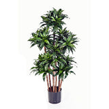 Egrow,Dracaena,Seeds,Cycas,Bonsai,Balcony,Potted,Dracaena,Garden,Decoartion