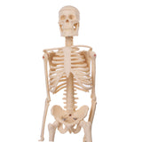 Detachable,Human,Skeleton,Model,Removable,Metal,Stand,Anatomical,Medical,Model