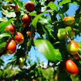 Egrow,Jujube,Seeds,Exotic,Fruit,Jujube,Seeds,Bonsai,Natural,Healthy,Perennial,Plants