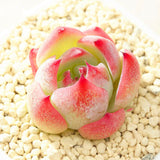 Egrow,Echeveria,Succulents,Lithops,Seeds,Garden,Bonsai,Flower,Seeds,Planting