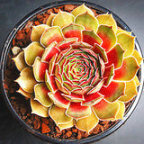 Egrow,Sempervivum,Seeds,Colorful,Gardening,Succulent,Plant,Flower