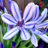 Egrow,Agapanthus,Seeds,Agapanthus,Africanus,Bonsai,Garden,Flower,Drought,Tolerant