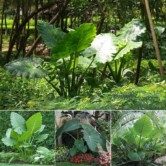 Egrow,Calathea,Seeds,Ornata,Alocasia,Macrorrhiza,Bonsai,Garden,Plant