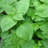 Egrow,Perilla,Seeds,Vegetables,Seeds,Vegetable,Green,Basil,Garden,Plant