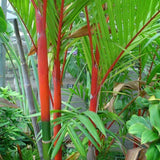 Egrow,Seeds,Madagascar,Cyrtostachys,Bonsai,Garden,Plant