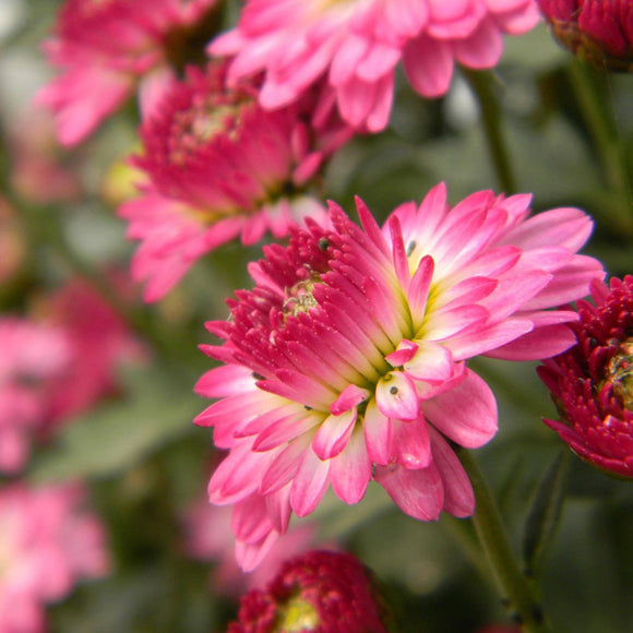 Egrow,Chrysanthemum,Seeds,Softcover,Bonsai,Balcony,Plants