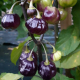 Egrow,Eggplant,Seeds,Purple,Peach,Fruit,Chili,Pepper,Organic,Vegetable,Garden,Plant