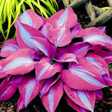 Egrow,Hosta,Flower,Seeds,Garden,Perennials,Ornamental,Shade,Hosta,Plants,Seeds