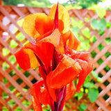 Egrow,Canna,Seeds,Garden,Outdoor,Bonsai,Tropical,Bronze,Scarlet,Flower,Seeds