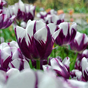 Egrow,10Pcs,Perennial,Perfume,Tulip,Mixed,Color,Tulip,Flower,Bonsai,Seeds,Outdoor,Planting