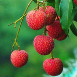 Litchi,Seeds,Summer,Delicious,Fruit,Litchi,Seeds,Nutritious,Delicious,Fruit,Seeds