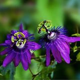 Passion,Flower,Seeds,Fruit,Passiflora,Bonsai,Seeds,Garden