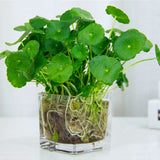 Egrow,Hydrocotyle,Verticillata,Seeds,Bonsai,Copper,Grass,Aquatic,Plants,Garden,Ornament,Water,Flower,Pilea,Plant