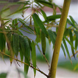 Egrow,Golden,Bamboo,Seeds,Semente,Golden,Bamboo,Seeds,Garden,Plants