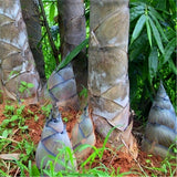 Egrow,Bamboo,Seeds,Dragon,Bamboo,Plant,Bamboo,Garden