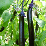 Capsules,Package,Black,Eggplant,Vegetable,Family,Balcony,Vegetables,Garden,Plant