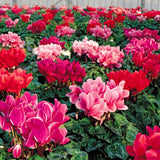 Egrow,Cyclamen,Seeds,Cyclamen,Bonsai,Cyclamen,Floreslings,Plants,Primrose,Flowers,Garden