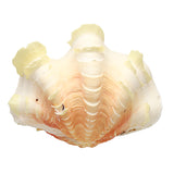 Natural,Marine,Shell,Tridacna,Conch,Furnishing,Giant,Large,Decorations