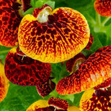 Egrow,Calceolaria,herbeohybrida,Seeds,Bonsai,flower,Garden,plant