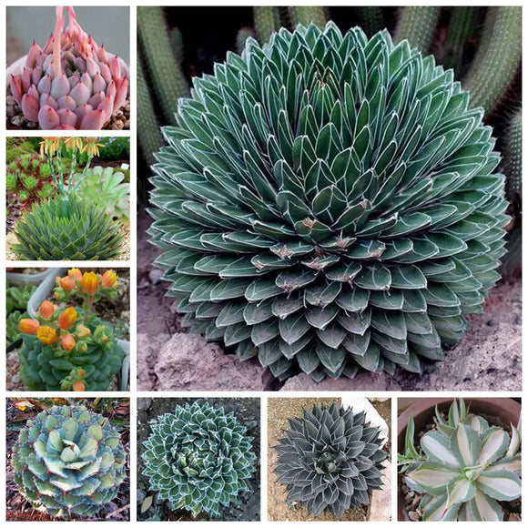 Egrow,Cacti,Agave,Seeds,Succulent,Plants,Indoor,Planta,Potted,Agave,Plants,Garden