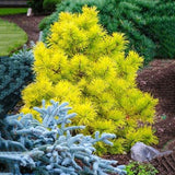 Egrow,Cedar,Seeds,Spruce,Seedling,Bonsai,Plant,JAPANESE,Cedar,Garden,Bonsai
