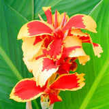 Egrow,Canna,Seeds,Garden,Outdoor,Bonsai,Tropical,Bronze,Scarlet,Flower,Seeds