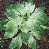 Egrow,100Pcs,Hosta,Plants,Seeds,Garden,Perennial,Green,Plants,Plantain,Flower,Seeds,Mixed,Color