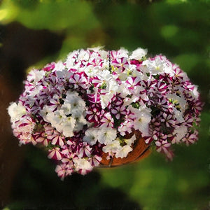 Egrow,Petunia,Seeds,Petunia,Plants,Hanging,Bonsai,Petunia,Beautiful,Flower,Seeds