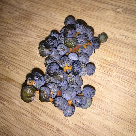 Egrow,Seeds,Trachycarpus,Fruit,Bonsai,Garden,Plant