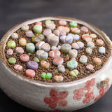 Egrow,100pcs,Graine,Lithops,Pseudotruncatella,Plant,Potted,Stone,Succulentes,Mixture