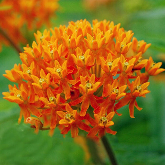 Egrow,Milkweed,Seeds,Asclepias,Curassavica,Flower,Bonsai,Garden,Plant