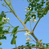 Egrow,Moringa,Seeds,Garden,Plants,Seeds,Garden,Decoration