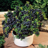 Egrow,30Pcs,Blueberry,Seeds,Garden,Edible,Fruit,Bonsai,Plant,Indoor,Outdoor,Delicious,Plant