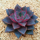 Egrow,Echeveria,Purpusorum,Seeds,Fresh,Succulent,Plant,Garden,Round,Succulent