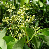 Egrow,Cinnamon,Seeds,Mixed,Bonsai,Evergreen,Garden,Plant